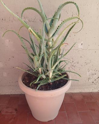 pianta Aloe