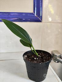 Philodendron 'Dragon Tail'