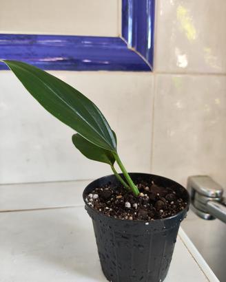 Philodendron 'Dragon Tail'