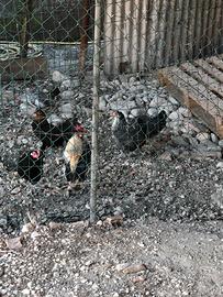 Galline