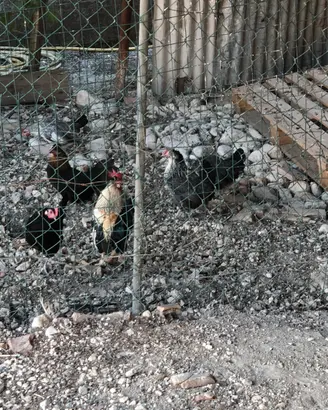 Galline