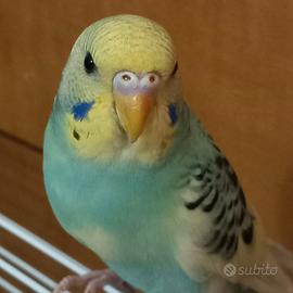 Pappagallini allevati a mano