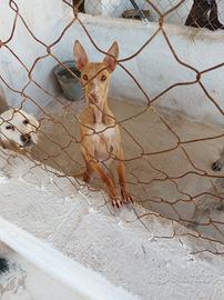 Cani da caccia