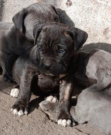 Cuccioli cane corso