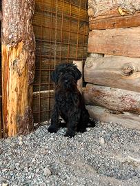 Cuccioli simil barboncino