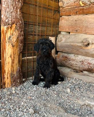 Cuccioli simil barboncino