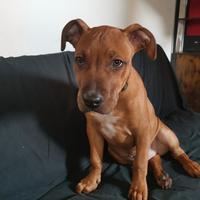 American pitbull terrier