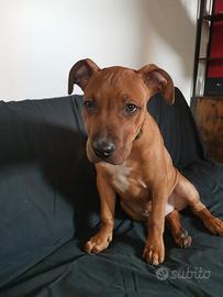 American pitbull terrier