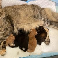 Cuccioli di Maine Coon disponibili