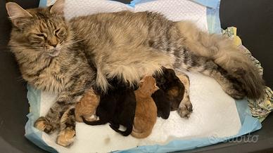 Cuccioli di Maine Coon disponibili