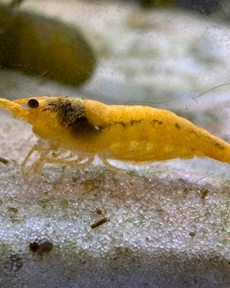 Neocaridine yellow fire