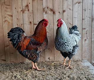 2 Galli Wyandotte