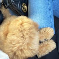 Barboncina Toy disponibile