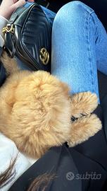 Barboncina Toy disponibile