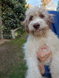 Lagotto Romagnolo/Sanminiatese