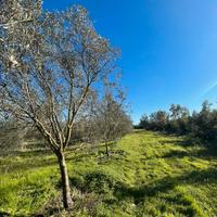 Villacidro oliveto località seddus
