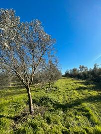 Villacidro oliveto località seddus