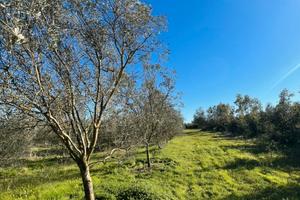 Villacidro oliveto località seddus