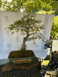 Bonsai di Biancospino (Crataegus)