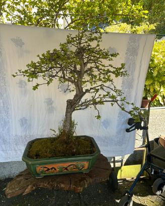 Bonsai di Biancospino (Crataegus)
