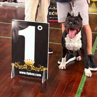 American Staffordshire Terrier per monta