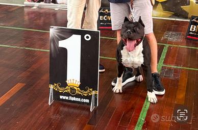 American Staffordshire Terrier per monta