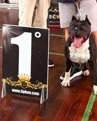 American Staffordshire Terrier per monta