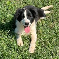 Cuccioli di border collie