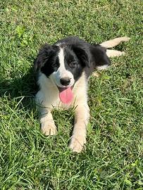 Cuccioli di border collie