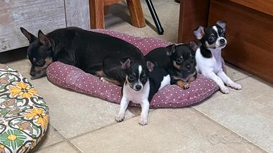 Cuccioli piccola taglia