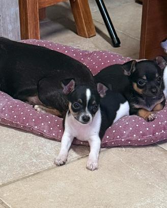 Cuccioli piccola taglia