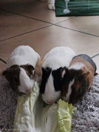 Cavie peruviane/porcellini d'india