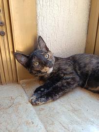 Dolcissima gattina tartarugata