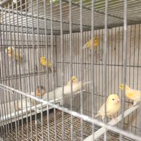 Blocco canarini 2025