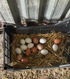 Galline