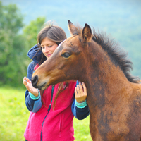 Puledro maschio svezzato