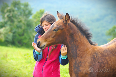 Puledro maschio svezzato