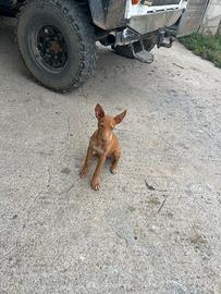 Cirneco