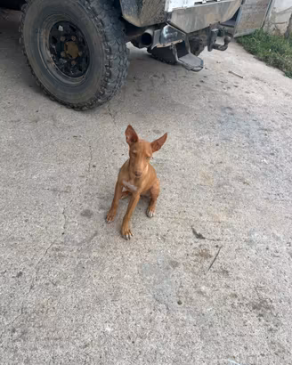 Cirneco