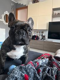 Buldog Francese