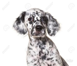 Cuccioli setter inglesi leggi bene
