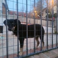 Cagnolina 5 mesi vaccinata e microcippata