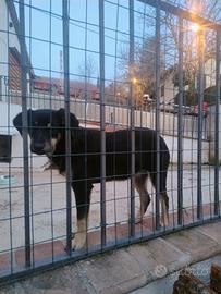 Cagnolina 5 mesi vaccinata e microcippata