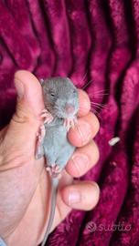 Ratto domestico