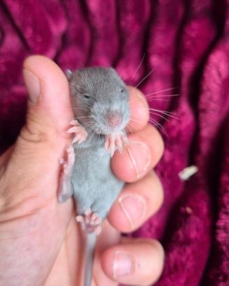 Ratto domestico