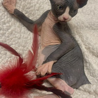 Sphynx bicolori