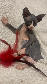 Sphynx bicolori