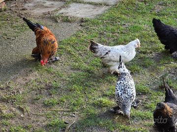 Giovani galline da cova