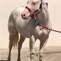 Cavallo paint sorrel overo occhi azzurri