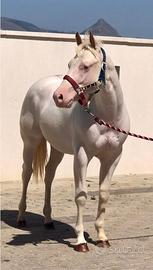 Cavallo paint sorrel overo occhi azzurri